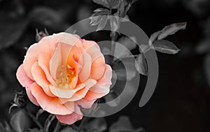 Orange Rose Blooming