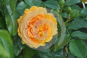 Orange rose blooming on a green bush