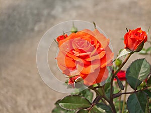 Orange rose bush.