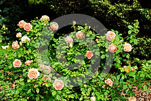 Orange rose bush