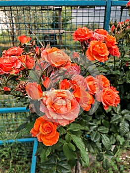 Orange rose bush close-up. Beautiful shrub rose in the garden
