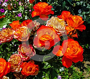 orange rose bush close-up in the garden on a summer day