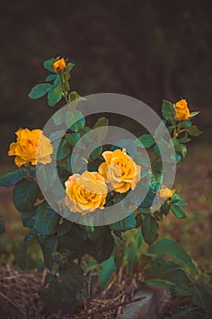 Orange rose bush