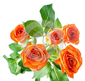 Orange rose bush flowers is isolated over white,