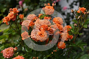 Orange rose bush in the old garden