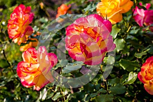 Orange rose bush in the park