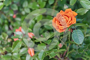 Orange rose on a bush, top view