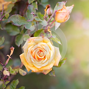 Orange rose on a bush under the sun`s rays on a bright, sunny day. Decorative spring and summer flowers_