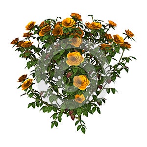 Orange Rose Bush on White