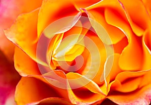 Orange rose close up. background