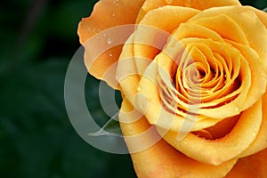 Orange rose with copy space