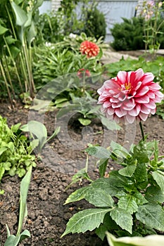 Orange and Rose Dahlia flower called Dahlia Sylvia in garden