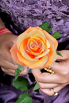 Orange rose flower