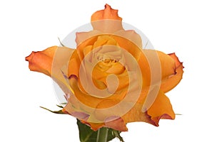 Orange rose flower