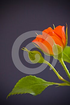 Orange Rose flower