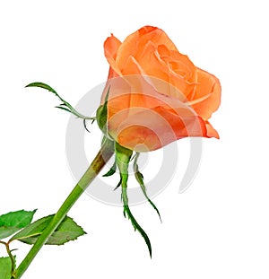 Orange rose flower, close up, floral texture, white background.