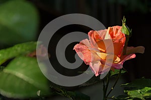 Orange rose flower close-up photo with dark background, drops of water