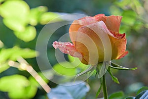 Orange rose flower close-up photo with shallow depth of field, drops of water