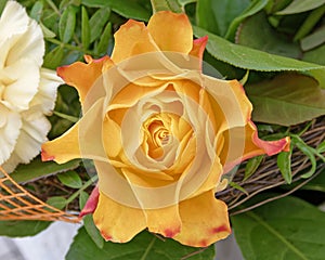 Orange rose flower closeup, top view