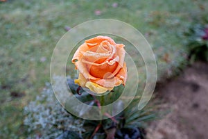 Orange rose flower is covered with ice crystals in winterv