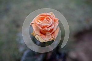 Orange rose flower is covered with ice crystals in winterv