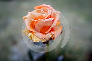 Orange rose flower is covered with ice crystals in winterv