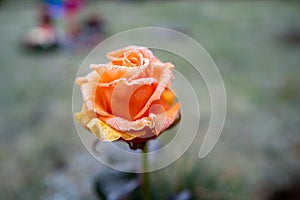 Orange rose flower is covered with ice crystals in winterv