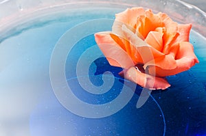 Orange rose flower floating on blue water in a glass bowl