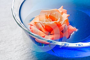 Orange rose flower floating on blue water in a glass bowl