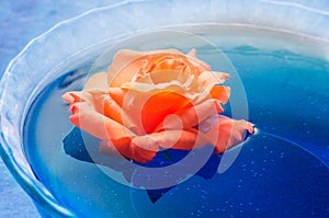 Orange rose flower floating on blue water in a glass bowl