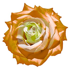 Orange rose flower. Flower isolated on  a white background. No shadows with clipping path. Close-up.