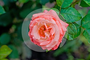 Orange rose flower among foliage