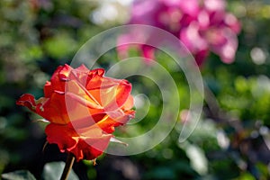Orange rose flower on a green blur background