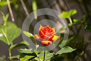 Orange rose flower with green leaf