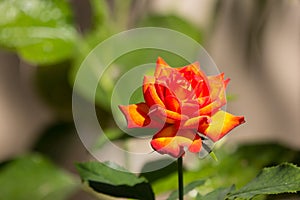 Orange rose flower with green leaf
