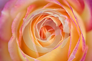 Orange rose flower macro detail in soft light