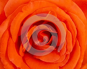 Orange Rose Flower Macro, Super fine details captured