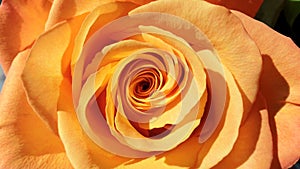 Orange rose flower petals closeup