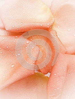 Orange  Rose flower with water drops on white