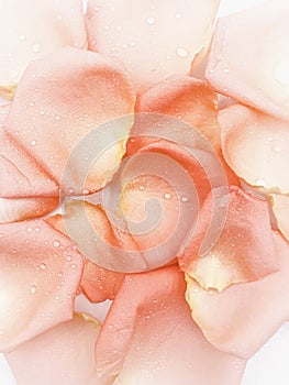 Orange  Rose flower with water drops on white
