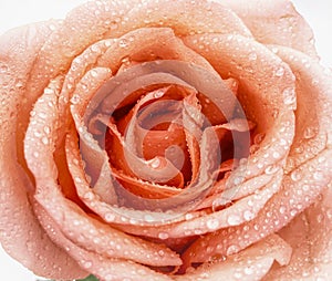 Orange  Rose flower with water drops on white