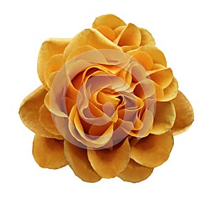Orange rose flower on a white isolated background with clipping path.Closeup no shadows.