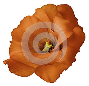 Orange rose flower, white isolated background with clipping path. Nature. Closeup no shadows. eustoma