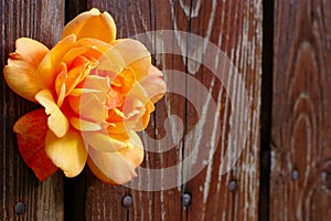 Orange Rose Flower On Wooden Background