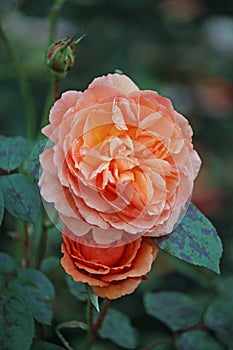 Orange rose flowers