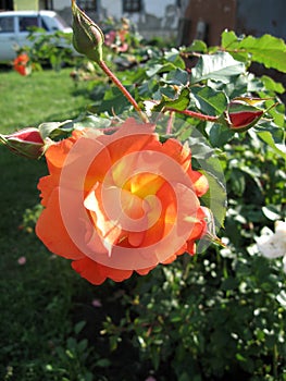 Orange rose flowers on the rose bush in the garden in summer