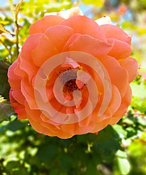 An orange rose, flowers for Valentine`s Day, a gift, spring flowers in the botanical garden