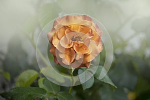 An orange rose with green leaves on a light background. Close up. A red rose bush, in natural conditions. Single flower, orange