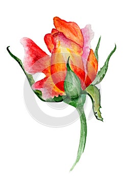 Orange Rose Hand Drawn Image. Watercolor Illustration. Ideal for Wedding Project