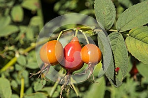 Orange rose hips of Rosa `Andrea`